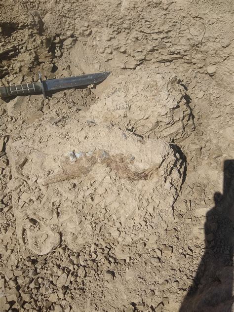 Hyaenodon skull / Projects / Preparation | Dutch Dinosaurs