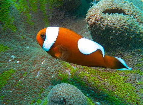 21 Types of Colorful and Bold Clownfish - A-Z Animals