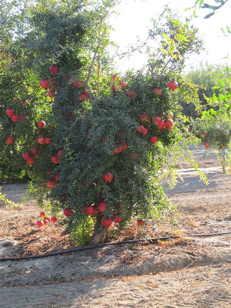 How pomegranates grow: POM Wonderful harvest tour