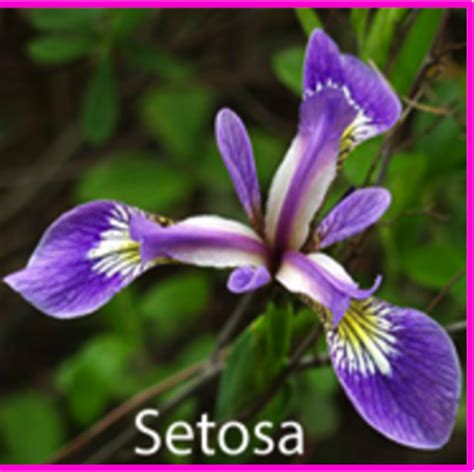 Image result for Load Iris Dataset Python