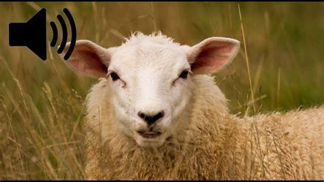 Image result for CNN in Machine Learning Python