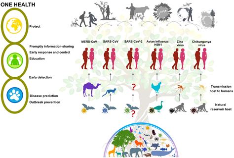 Frontiers | Emerging and re-emerging zoonotic viral diseases in Southeast Asia: One Health challenge