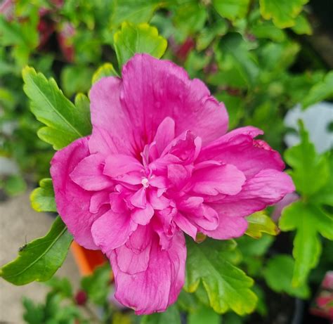 Hibiscus 'Summer Sensation Double Pink' - Hello Hello Plants