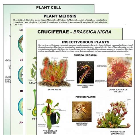 Angiosperms Charts, Structure of chromosome during mitosis
