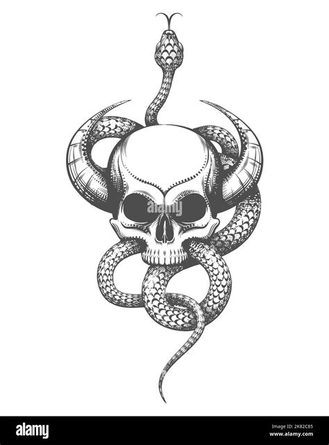 Snake Skull Drawing