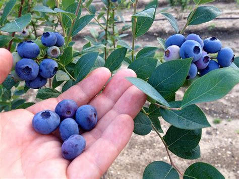 Blueberry Plants and Bushes - DiMeo Farms Blueberry Experts