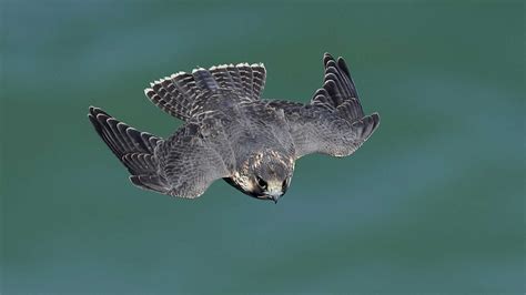 Meet the Peregrine Falcon The Fastest Bird in the World - Animals ...