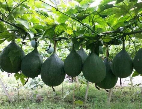 瓜蒌种子播种时间几月最佳 多久发芽 种植方法 - 农村网