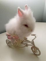 Image result for Baby Bunny Aesthetic