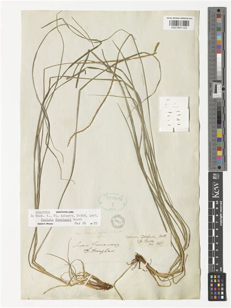 Carex fernandesiana (Nees ex Boeckeler) J.R.Starr | Plants of the World ...