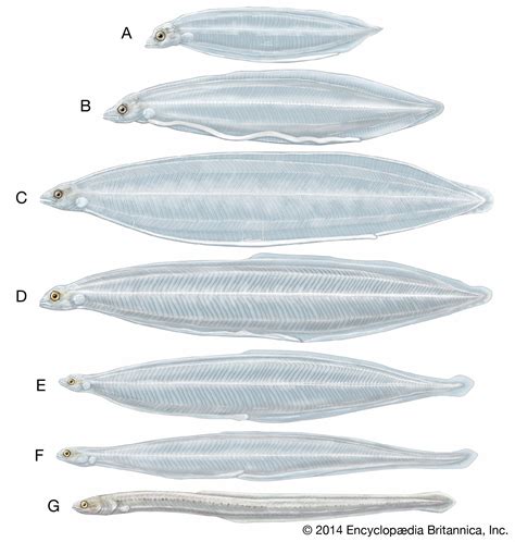 Eel - Anatomy, Migration, Adaptation | Britannica