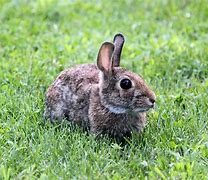 Image result for Ultra Fuzzy Bunnies