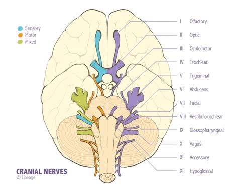 Cranial Nerve Palsies | Cranial Nerve Palsy Symptoms – Estrich Mobil