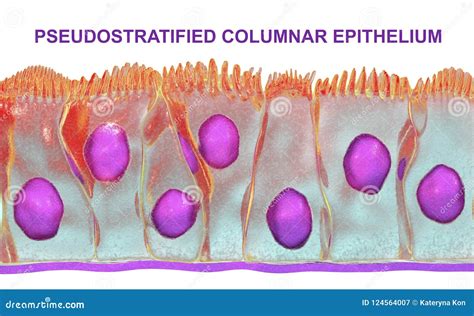 Pseudostratified Cartoons, Illustrations & Vector Stock Images - 48 ...
