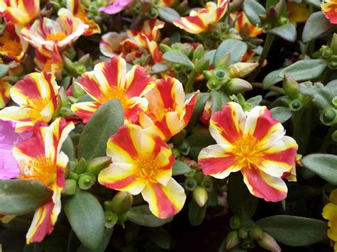 Moss Rose: Care & Growing Guide