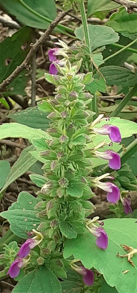Anisomeles Indica Flowers on Green Leaves Background