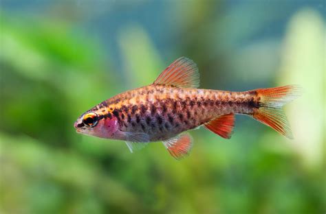 Cherry Barb: Fish Species Profile