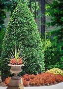 Image result for Dwarf Holly Trees
