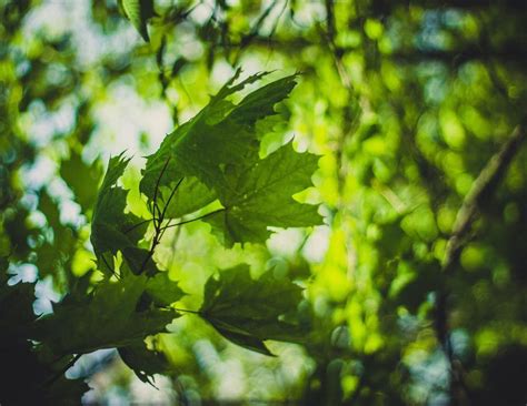 Annual Plymouth Maple Festival - 2024, City Park, 203 Suhrke Road ...