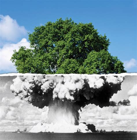 Image result for Tree Explosion