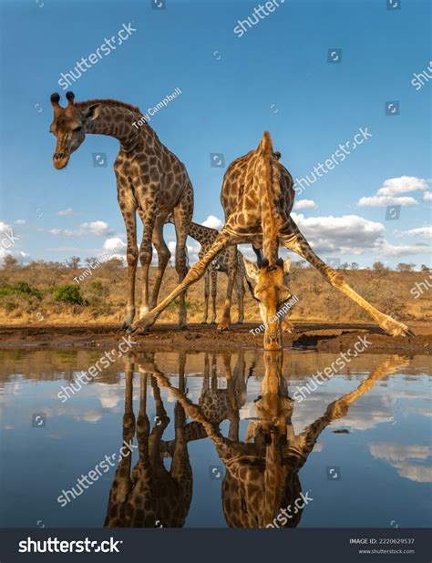 Giraffe Drinking Water