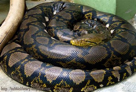 B u B b L e L i B R A R Y: Where is the longest snake in the world?