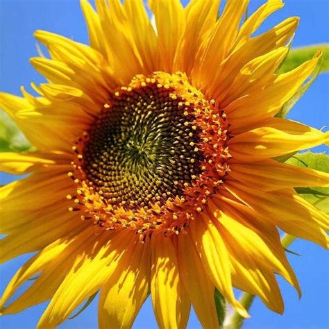 Image result for Sunflower Optimization Algorithm