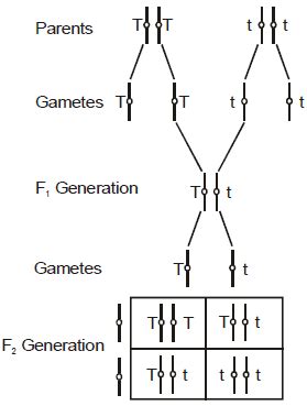 Principles of Inheritance and Evolution, Chapter Notes, Class 12 ...