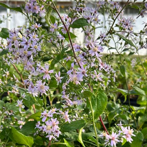 Aster cordifolius (Symphyotrichum cordifolium) - Heart-leaved Aster 18ct