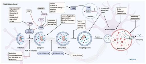 Autophagy-Lysosomal Pathway as Potential Therapeutic Target in ...