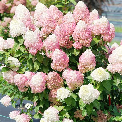 Vanilla Strawberry Hydrangea Hedge