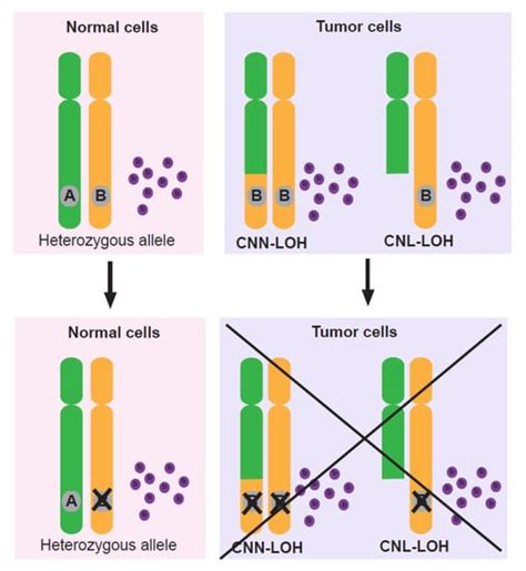 Targeting Loss of Heterozygosity: A Novel Paradigm for Cancer Therapy