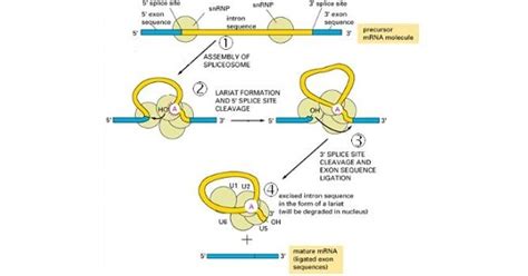 Image result for Splicing Element Position Java