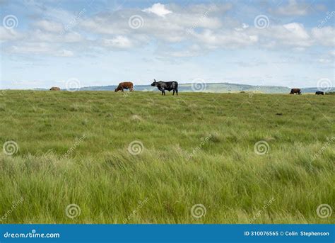 The Wild Coast, Grasslands and African Veld Grazing Fields for Nguni ...