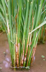 TNAU Agritech Portal :: Crop Protection