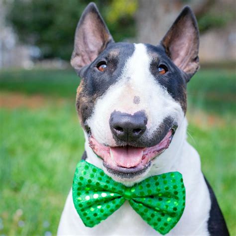 Whats The Best Age To Neuter A Dog