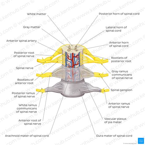 Spinal Cord Dimensions at Juliana Stclair blog