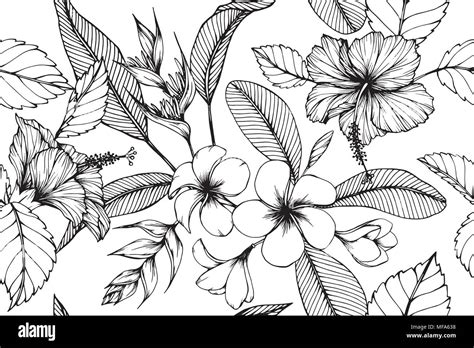 Hawaiian Flowers Drawings