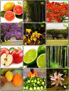 OhhSome Garden Seeds Combo Fruit & Fruit : Apple, Citrus Seeds, Passion ...