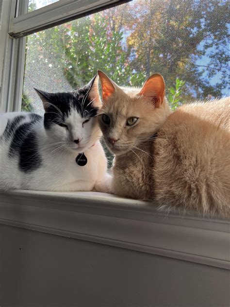 Otis & Cinnamon, brothers from different mothers : r/Bondedpairs