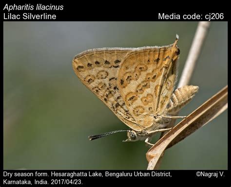 Apharitis lilacinus | Butterfly