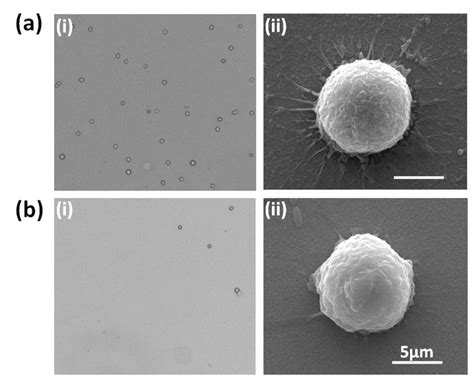 Multifunctional Gelatin-Nanoparticle-Modified Chip for Enhanced Capture ...