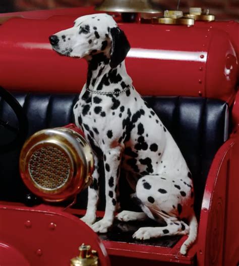 Why Are Dalmatians Used As Fire Dogs