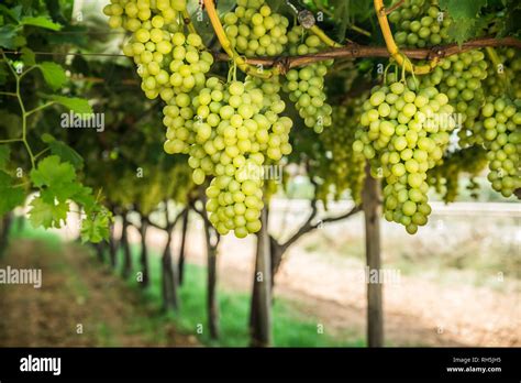 Grapes 的图像结果