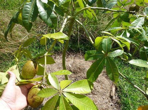 ROYAL LAND Rare Dwarf Tissue Culture Red Banana Red Poovan Plant 1 ...