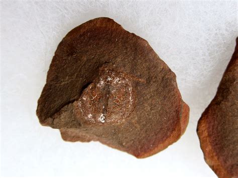 Mazon Creek Cyclus americanus Nodule #10 | Fossils for Sale