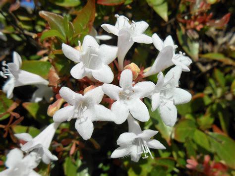 29 Low-Maintenance Flowering Bushes That Require Minimal Care