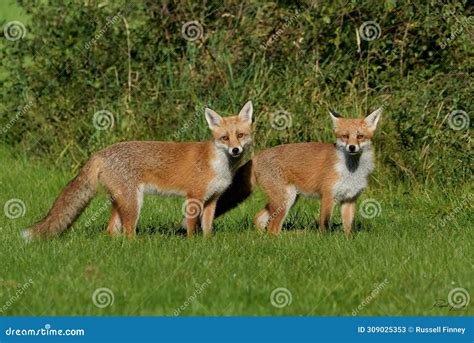 Red Fox Scientific Name: Vulpes Vulpes Stock Image - Image of ...