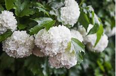 fiore a palla la palla di neve fiorisce il opulus di viburno con le fiore a palla la palla di neve fiorisce il opulus di viburno con le