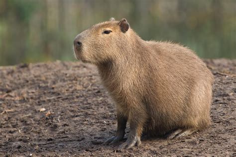 Capybara Wallpapers - Wallpaper Cave